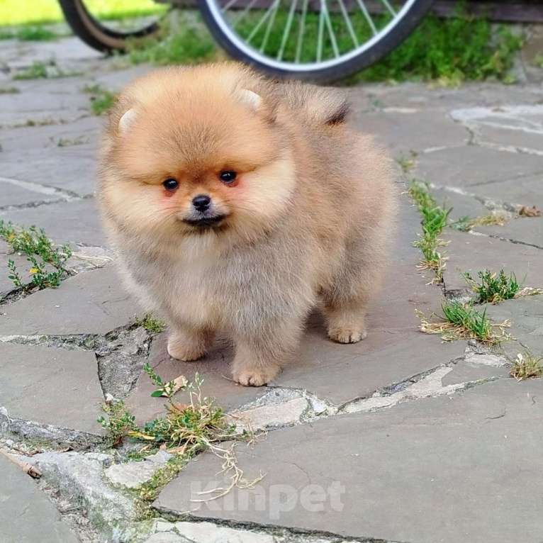 Собаки в Москве: Шпиц померанский щенки Мальчик, 120 000 руб. - фото 3