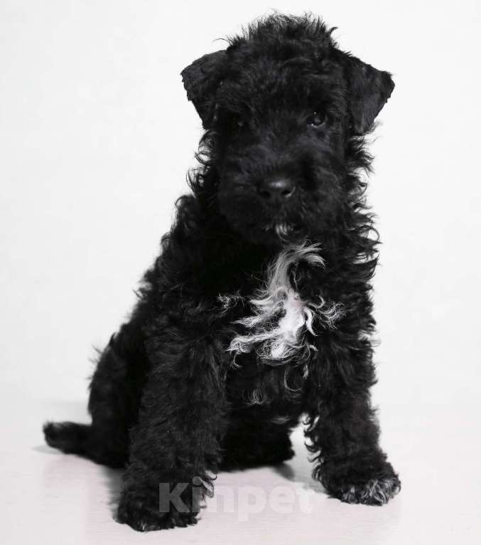 Собаки в Твери: Редкая порода лейкленд терьер Мальчик, 70 000 руб. - фото 1