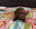 Кошки в Вязьме: Котик Шотландский тёмный шоколад, 15 000 руб. - фото 3