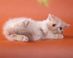 Кошки в Самаре: Продажа котят породы экзотическая короткошерстная , 35 000 руб. - фото 4