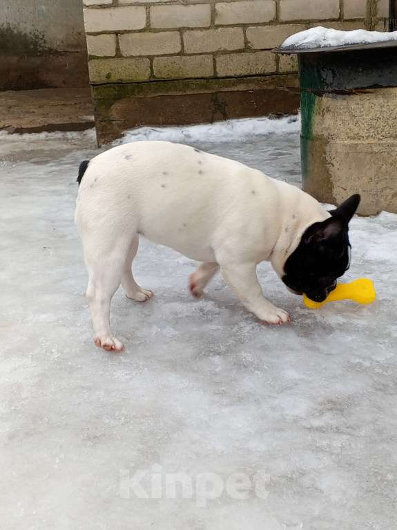 Собаки в Воронеже: Французский бульдог Девочка, Бесплатно - фото 3
