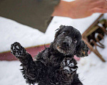 Собаки в Москве: Спаниель пес Терри ищет дом Мальчик, Бесплатно - фото 10