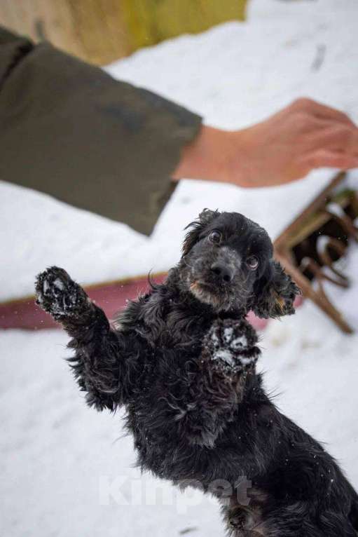 Собаки в Москве: Спаниель пес Терри ищет дом Мальчик, Бесплатно - фото 10