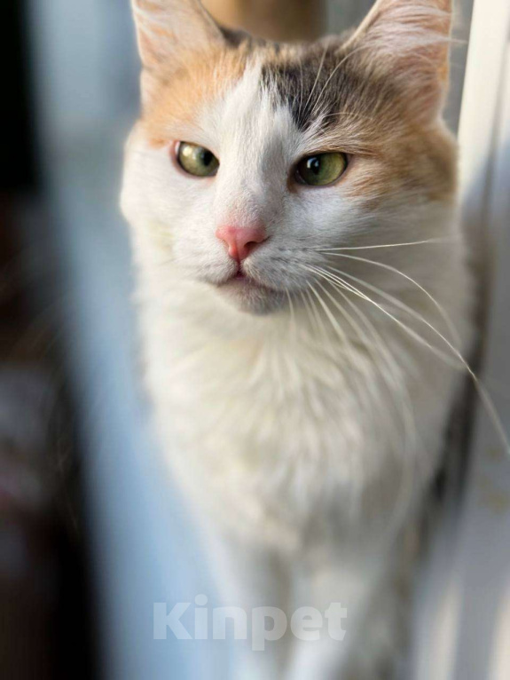 Кошки в Балашихе: Айрис Девочка, Бесплатно - фото 4