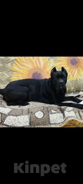 Собаки в других городах Тверской области: Бронирование щенков Кане-Корсо Разнополые, 100 000 руб. - фото 4