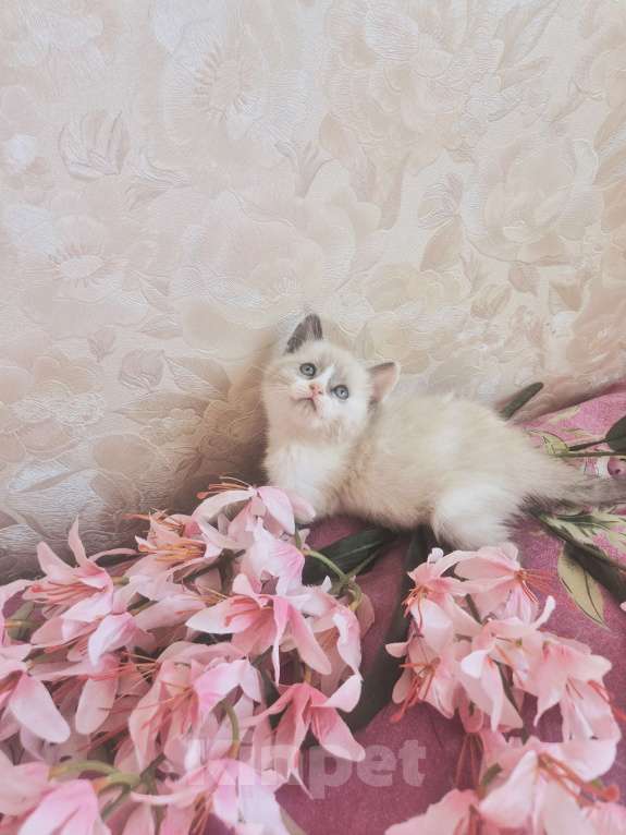 Кошки в Москве: Лапочка девочка Рэгдолл Девочка, 50 000 руб. - фото 2