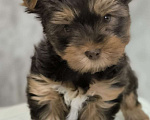 Собаки в Москве: Цветной йорк. Мальчик, 56 000 руб. - фото 1