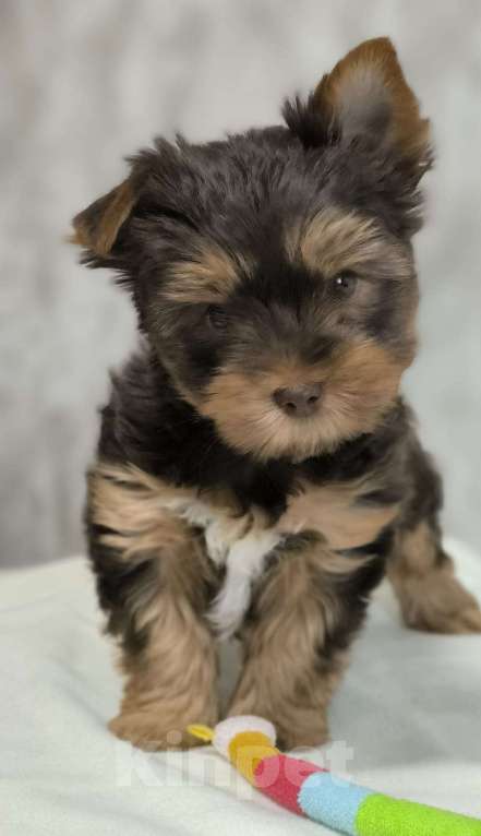 Собаки в Москве: Цветной йорк. Мальчик, 56 000 руб. - фото 1