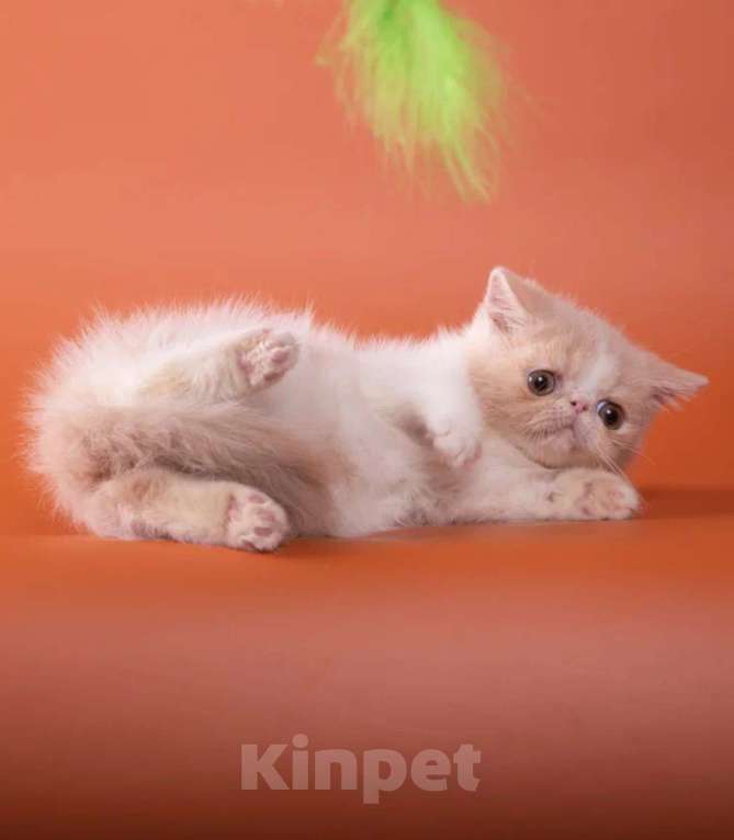 Кошки в Самаре: Продажа котят породы экзотическая короткошерстная , 35 000 руб. - фото 4