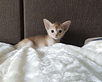 Кошки в Екатеринбурге: Абиссинские котята серебро Мальчик, 50 000 руб. - фото 5