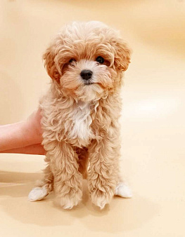 карамельная малышка мальтипу F1 мини