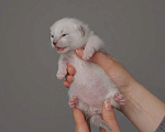 Кошки в Перми: Манчкин котёнок Мальчик, 30 000 руб. - фото 1