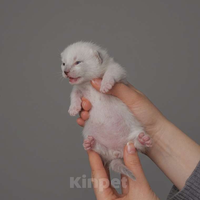 Кошки в Перми: Манчкин котёнок Мальчик, 30 000 руб. - фото 1