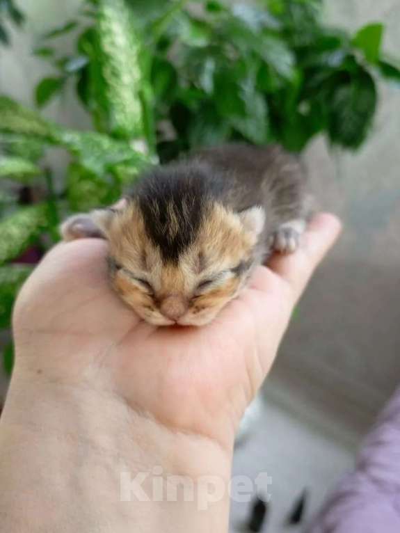 Кошки в Москве: Британские котята Мальчик, 25 000 руб. - фото 2