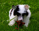 Собаки в Люберцах: Маленькое облачко Велюр Мальчик, Бесплатно - фото 1