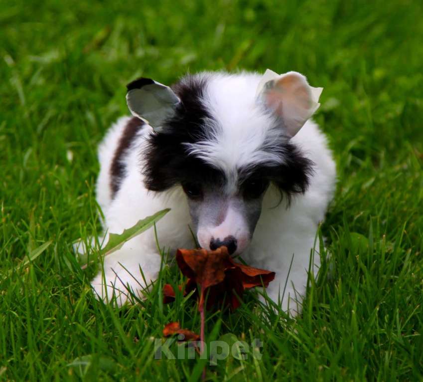 Собаки в Люберцах: Маленькое облачко Велюр Мальчик, Бесплатно - фото 1