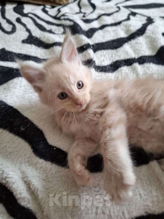 Кошки в Москве: Голубой мальчик Мальчик, 20 000 руб. - фото 4