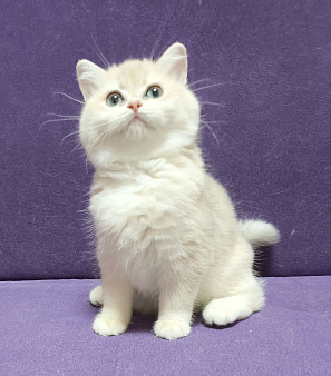 Шикарная голубая золотая шиншилла 