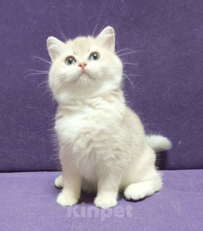 Кошки в Москве: Шикарная голубая золотая шиншилла  Девочка, 45 000 руб. - фото 1