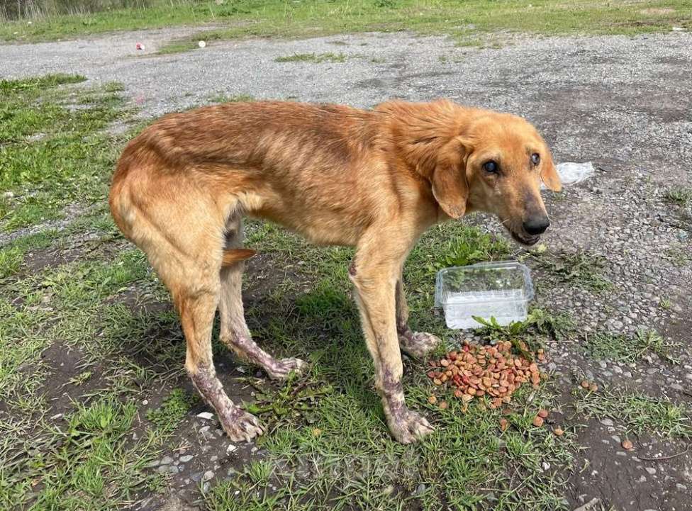 Собаки в Москве: Несчастный почти слепой пёс Малыш ищет доброе сердце Мальчик, 10 руб. - фото 8