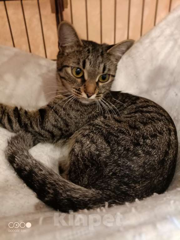 Кошки в Москве: Очень ласковая котейка ищет своего человека Девочка, Бесплатно - фото 2