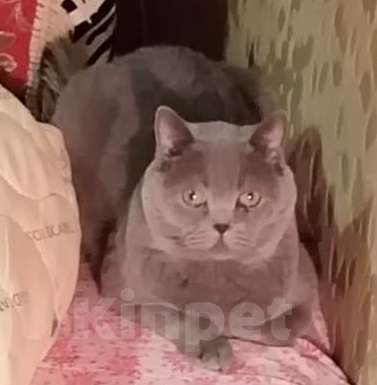 Кошки в Москве: Красивый котик Веня в дар Мальчик, Бесплатно - фото 7