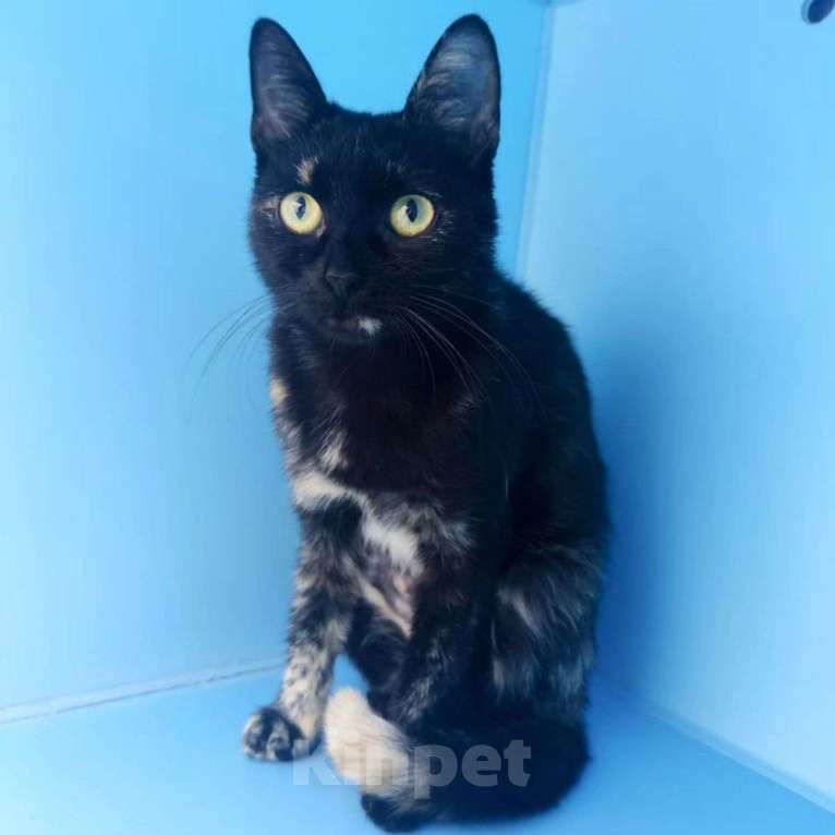 Кошки в Москве: Маленькую Фифи выкинули 💔 Девочка, Бесплатно - фото 3