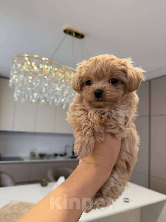 Собаки в Санкт-Петербурге: Мальтипу ,щенок Мальчик, 180 000 руб. - фото 5