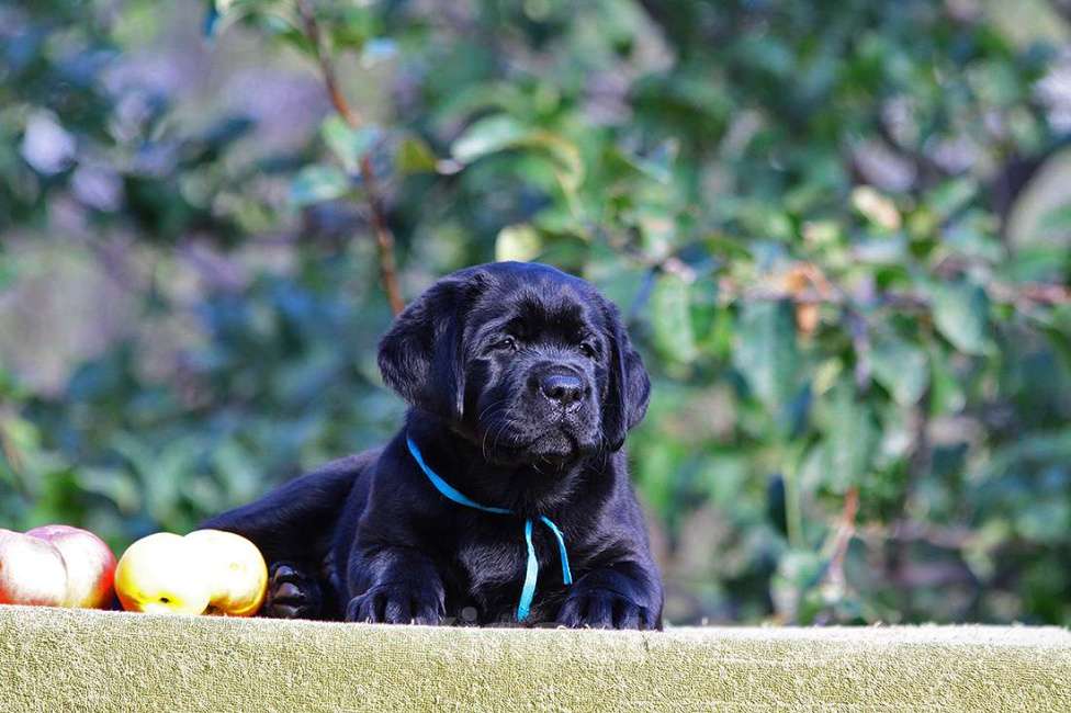 Собаки в Новороссийске: Великолепный малыш из питомника  Мальчик, 90 000 руб. - фото 5