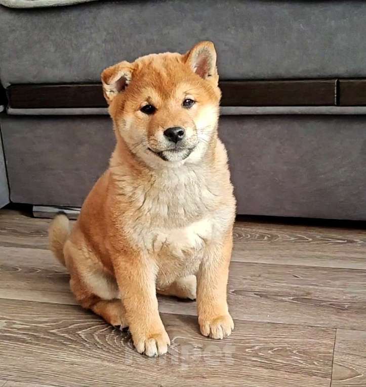 Собаки в Краснозаводске: Продается щенок Сиба Ину Мальчик, 55 000 руб. - фото 1