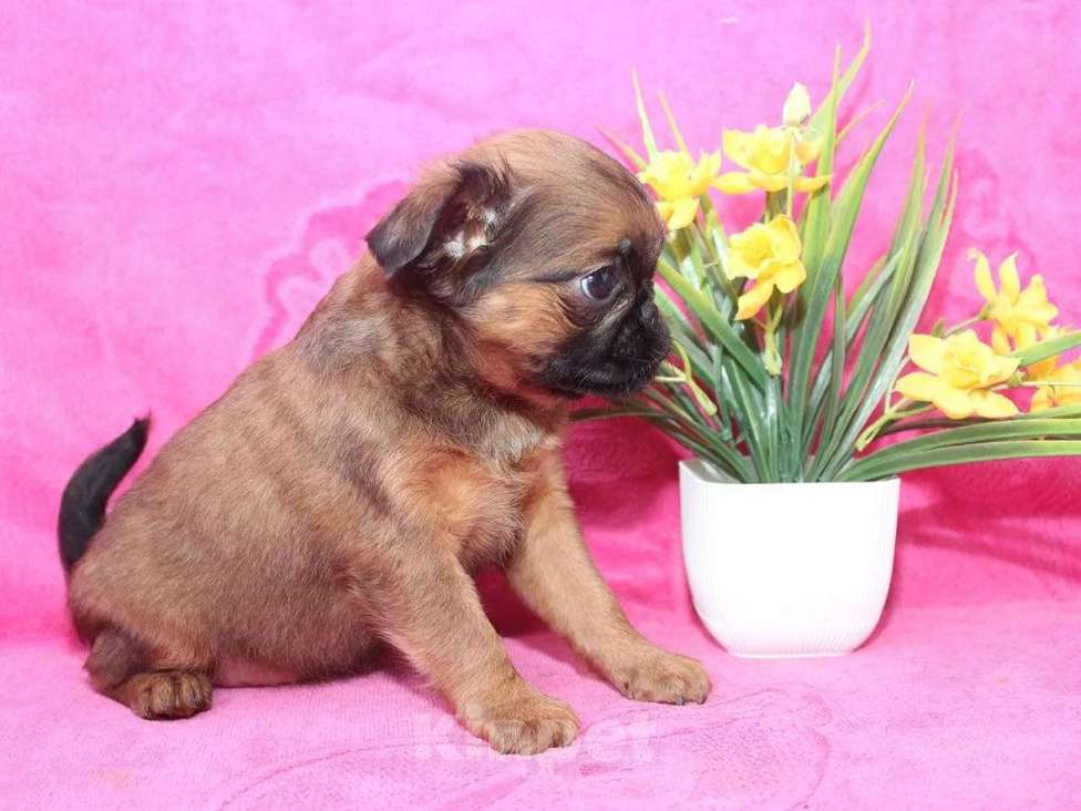 Собаки в Санкт-Петербурге: Маленькая разбойница Девочка, 80 000 руб. - фото 5