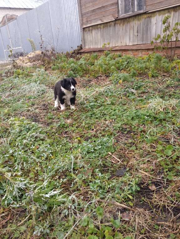 Собаки в Уварово: Щенок Девочка, Бесплатно - фото 5