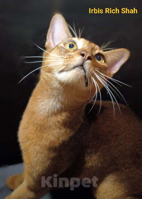 Кошки в Москве: Абиссинский красавчик для вчзки Мальчик, 9 000 руб. - фото 4