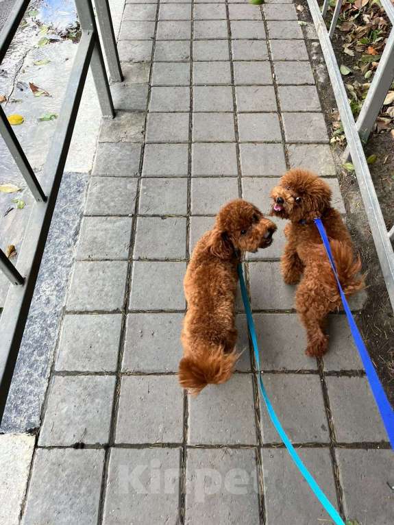 Собаки в Сочи: Той пудельки Девочка, 80 000 руб. - фото 2