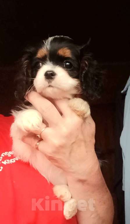 Собаки в Москве: Девочка Кавалер Кинг Чарльз  Девочка, Бесплатно - фото 2