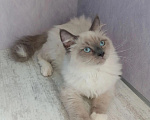 Кошки в Перми: Сибирский котёнок Мальчик, Бесплатно - фото 2