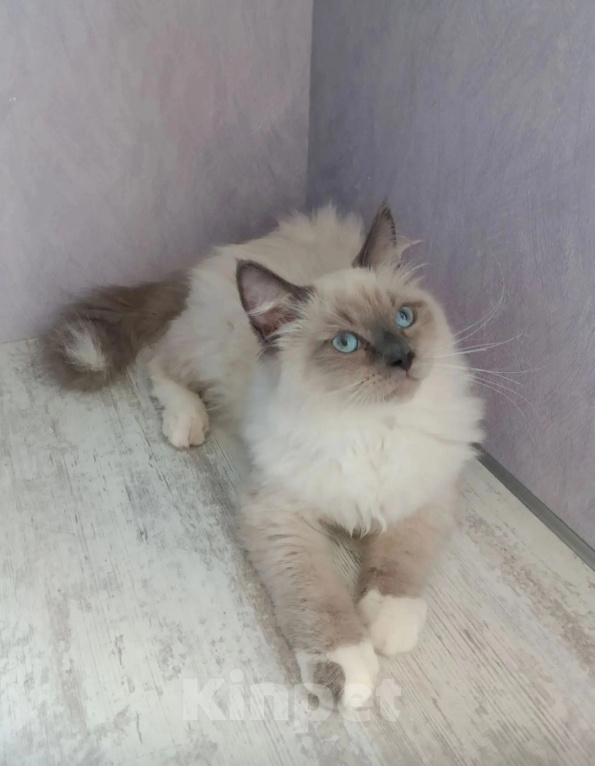 Кошки в Перми: Сибирский котёнок Мальчик, Бесплатно - фото 2