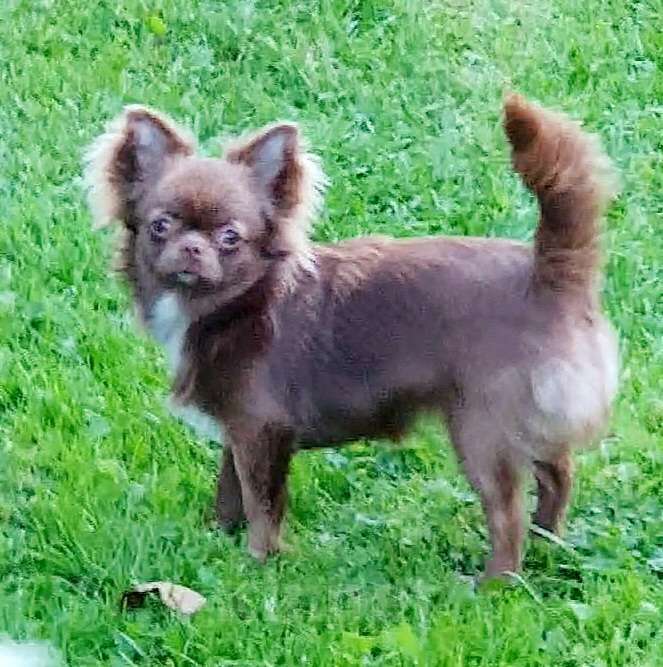 Собаки в Москве: Чихуахуа девочки подрощенные Девочка, Бесплатно - фото 4