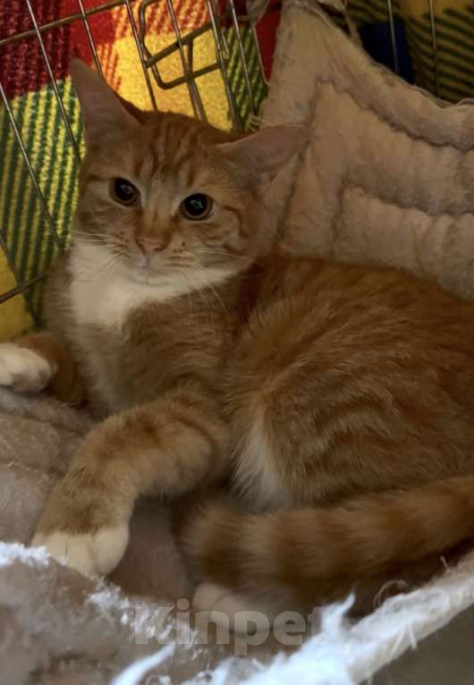Кошки в Санкт-Петербурге: Рыжий котенок-мальчик в добрые руки Мальчик, Бесплатно - фото 2