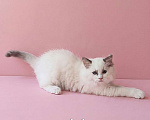 Кошки в Пензе: Котёнок девочка породы Рэгдолл - Bella Девочка, 65 000 руб. - фото 3