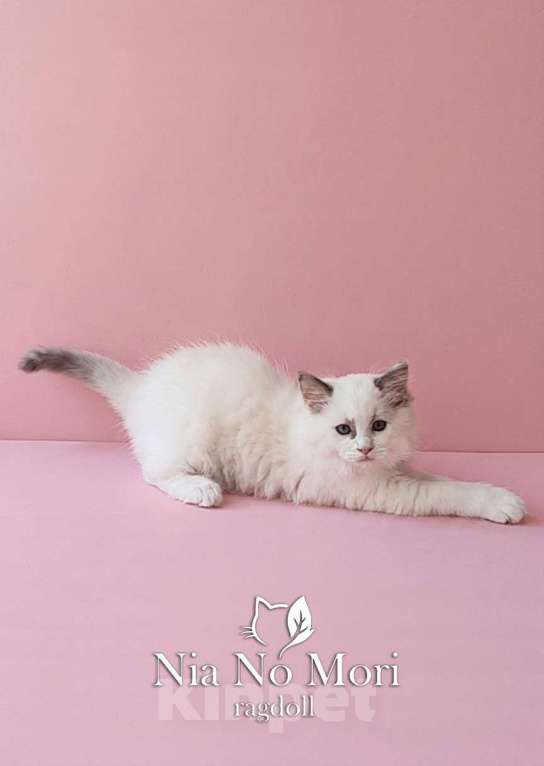 Кошки в Пензе: Котёнок девочка породы Рэгдолл - Bella Девочка, 65 000 руб. - фото 3