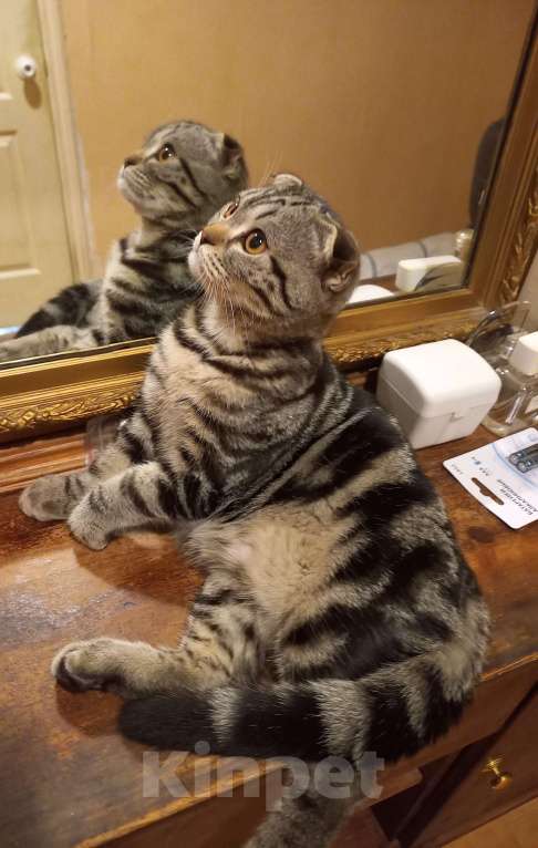 Кошки в Москве: Шотландский вислоухий котёнок  Мальчик, 10 000 руб. - фото 6