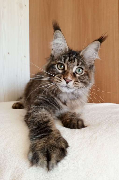 Кошки в Владимире: Рошель - кошка черепашка Девочка, 50 000 руб. - фото 4