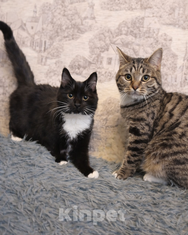 Кошки в Москве: Котята-неразлучники в добрые руки Девочка, Бесплатно - фото 3