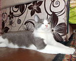 Кошки в Фролово: Котята в добрые руки, Бесплатно - фото 7