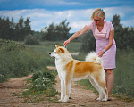 Собаки в Москве: Кобель Акита для вязки Мальчик, 5 руб. - фото 2