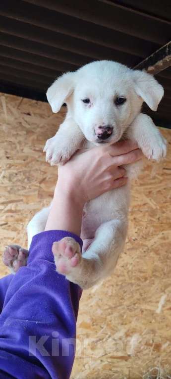 Собаки в Подольске: Крохе 1,5-2 месяца, обработана. Вырастет среднего размера  Девочка, Бесплатно - фото 1