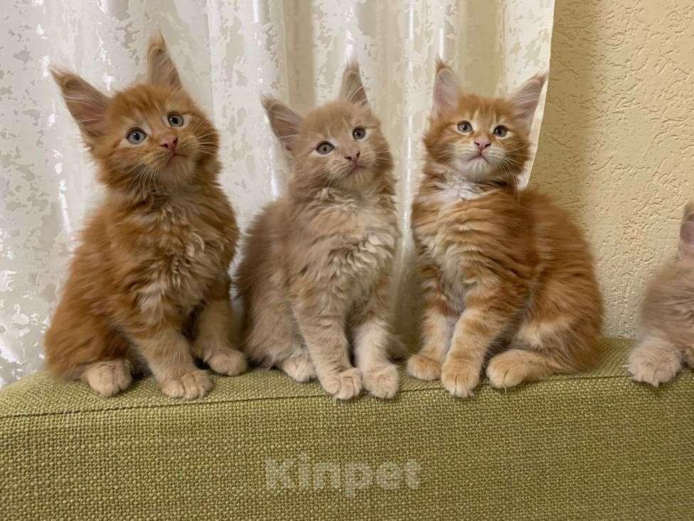 Кошки в Москве: котенок Мейн- кун полидакт с родословной Мальчик, 75 000 руб. - фото 10