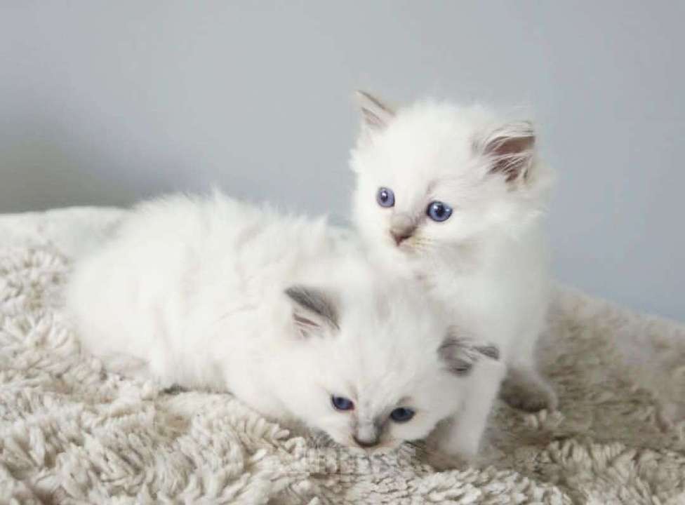 Кошки в Нижнем Новгороде: Рэгдолл чудо-девочки Девочка, 80 000 руб. - фото 1