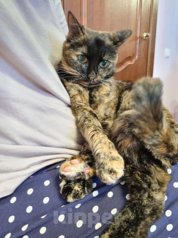 Кошки в Москве: Пуки Девочка, Бесплатно - фото 2